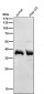 Anti-CSNK1A1 Rabbit Monoclonal Antibody
